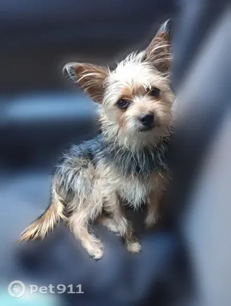 Lost dog, Sand Island Parkway, 1440, Honolulu — male, black and tan, 8 lb - photo
