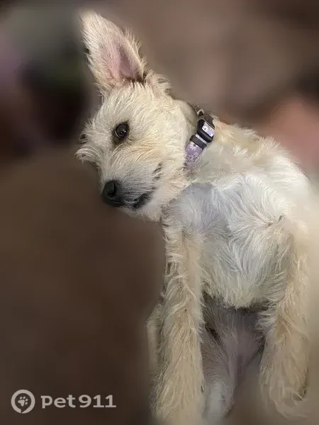 Lost female dog, Westbrook Street, 229, Troy — blonde coat and purple collar - photo