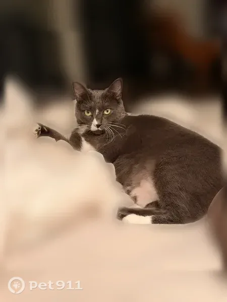 Lost cat, Vía La Circula, Torrance — medium-sized gray male with white paws - photo