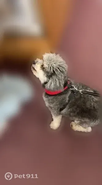 Lost dog, Dovewood Street, Bakersfield, Arlington — male, grey-and-white, small and chunky - photo