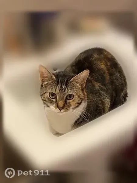 Lost cat, Buck Run Road, 730, Coatesville — white chest and little white socks - photo