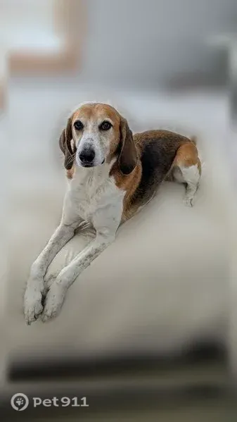 Lost dog, Godfrey Terrace, 175, East Aurora — friendly female Tree Walking Coonhound mix - photo