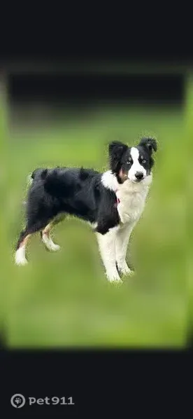 Lost dog, Fenton Street, Columbus — female Australian Shepherd with blue eyes - photo