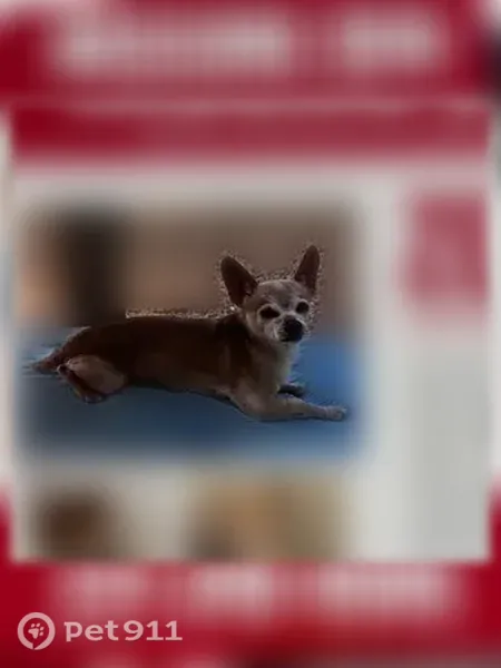 Lost dog, Chestnut Street, 793, Clermont — 17-year-old neutered male with a short tail - photo
