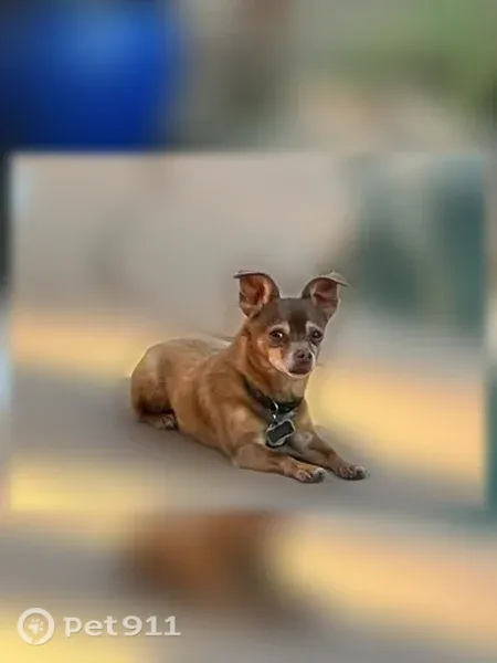 Lost dog, Jackson Street, Red Bluff, Rocklin — brown and tan male with a white chin - photo