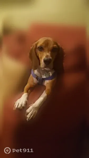 Lost dog, Pottstown — male with a blue harness and navy Penn State collar - photo