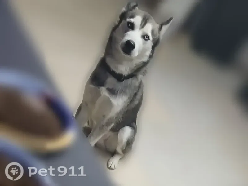 Lost dog, Dorris Street, 126, San Antonio — Siberian Husky who chased a cat - photo