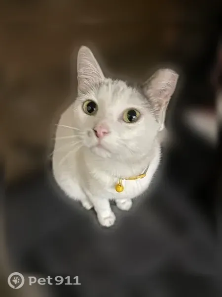 Lost cat, East 105 Terrace, 8308, Kansas City, Lee's Summit — female, answers to Squeak or Squeaker - photo