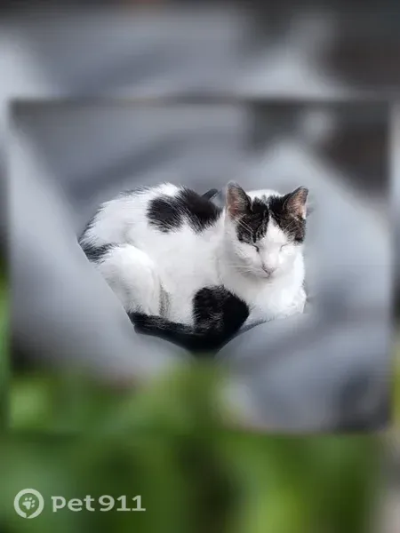 Lost male cat, 4th Avenue, 615, Brooklyn — white with gray - photo