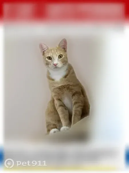 Lost cat, Southwest 94th Terrace, 12325, Miami — orange tabby with white chest and paws - photo