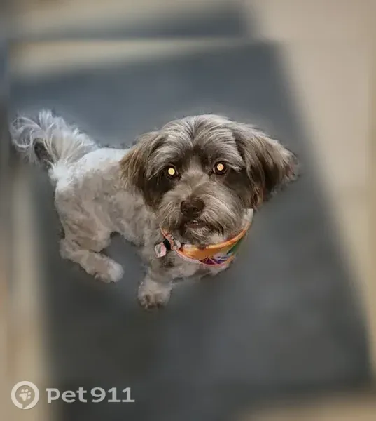 Lost female dog, Pueblo Street, 4619, San Antonio — tan and brown with hazel-green eyes - photo