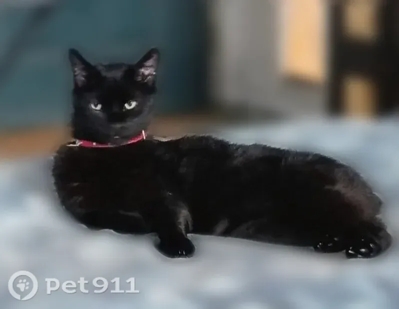 Lost Cat, South Main Street, Arcanum, Lewisburg — female black Manx with no tail - photo