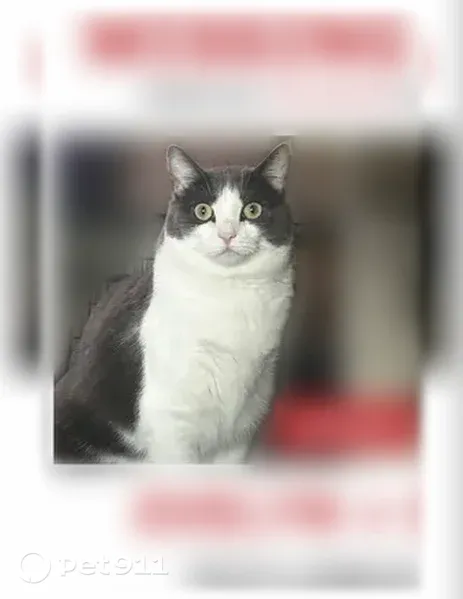 Lost cat, Crestwood Drive, 145, West Warwick, Cranston - photo