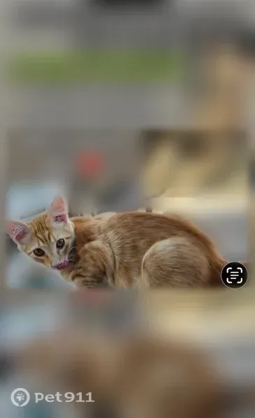 Lost male cat, Kingman, Arizona, Arlington — orange tabby kitten with a leopard-like spot - photo