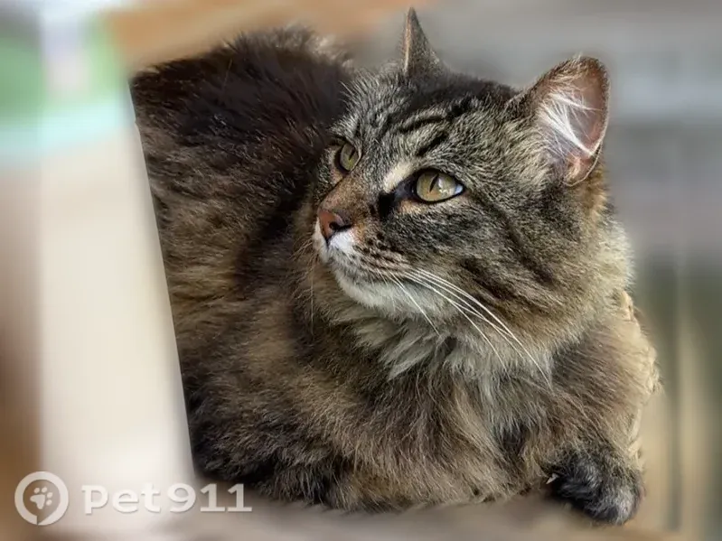 Lost female cat, Woodlawn Drive, Tipp City — long-haired brown tabby - photo