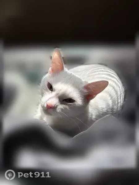 Lost cat, Alden Lane, 1905, Little Rock — small white female with green eyes - photo