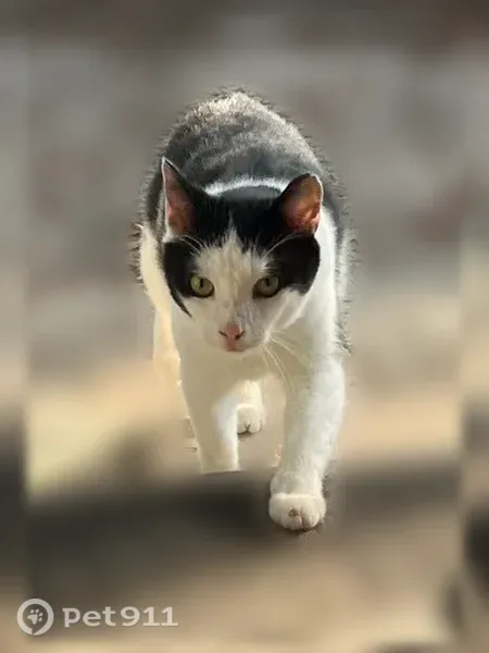 Lost cat, male, Cape Fear Drive, Georgia, Savannah — black and white with green/yellow eyes - photo