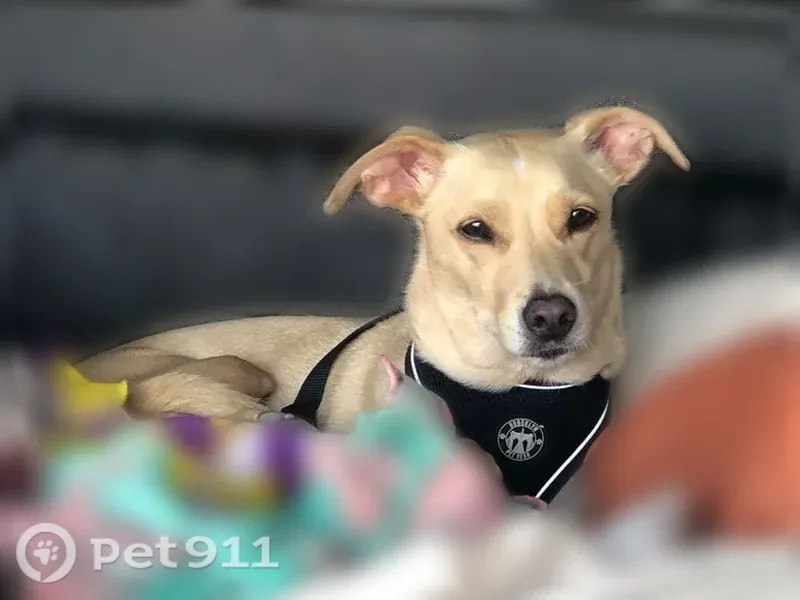 Lost dog, Lindley Avenue, 6709, Los Angeles — beige, timid male - photo