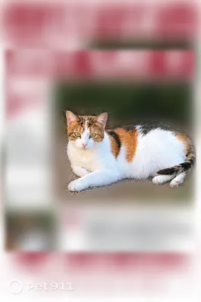 Lost cat, Lord Byron Drive, 3205, Bethlehem — female calico - photo