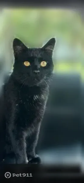 Lost male cat, Alder Avenue 2577, East Meadow — black cat with a tiny ear cut - photo