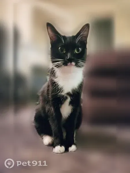 Lost female cat, Southeast 168th Avenue, 620, Vancouver, Portland — white mustache and paws - photo