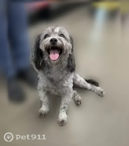 Lost dog, Rock Creek Drive, Bowling Green — small, gray, friendly male - photo
