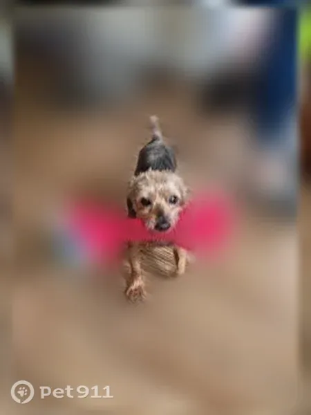 Lost dog, Clancy Street, 26091, Roseville, Detroit — 13-year-old male Yorkie with black-and-tan fur - photo
