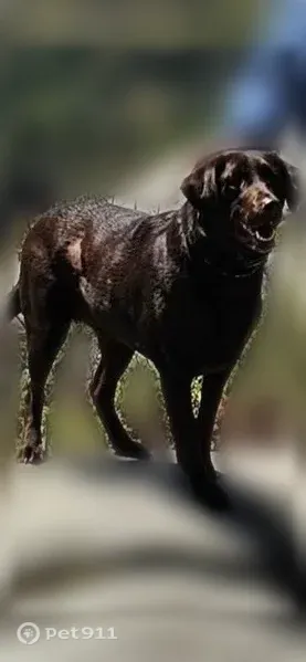 Lost female dog, Riverside Drive, 1471, Auburn — Chocolate Lab - photo