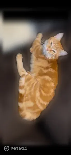 Lost cat, Wilton, Maine, East Providence — male orange tabby - photo