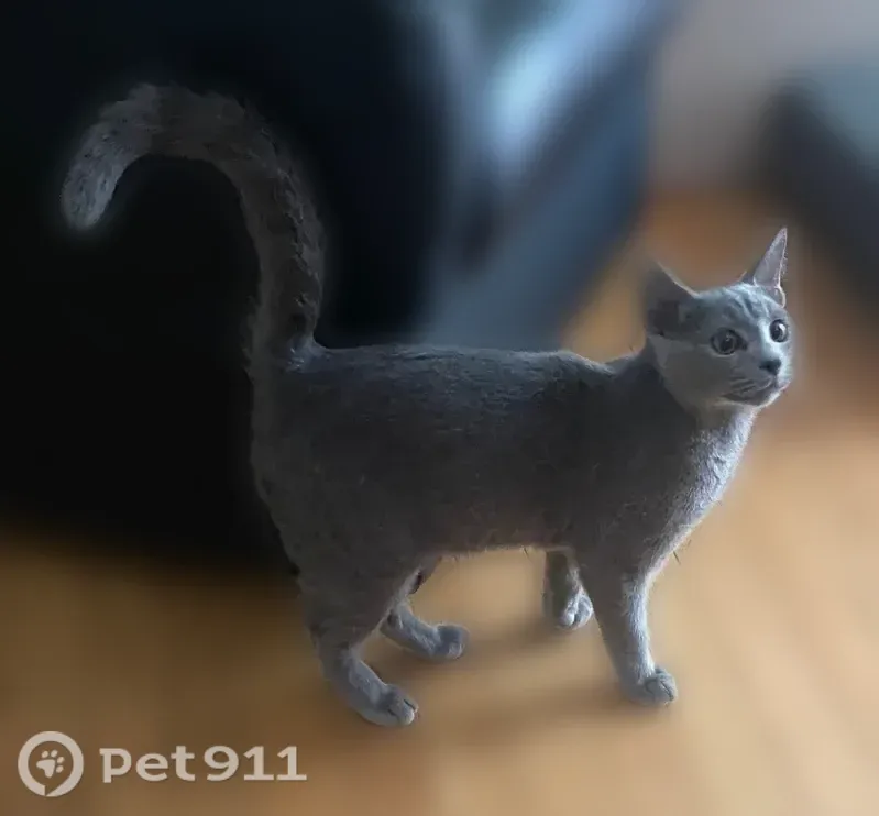 Lost male cat, Newton, Massachusetts, Manchester — green eyes - photo