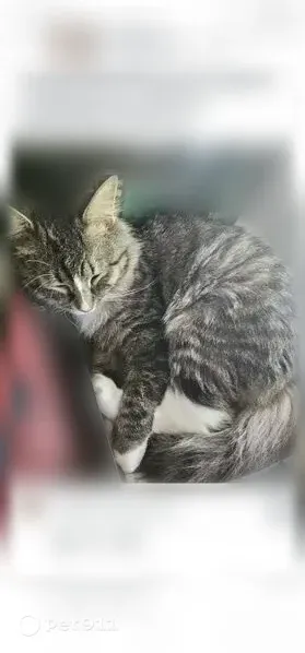 Lost male cat, Keller Street, State College, Johnstown — white paws and red collar - photo