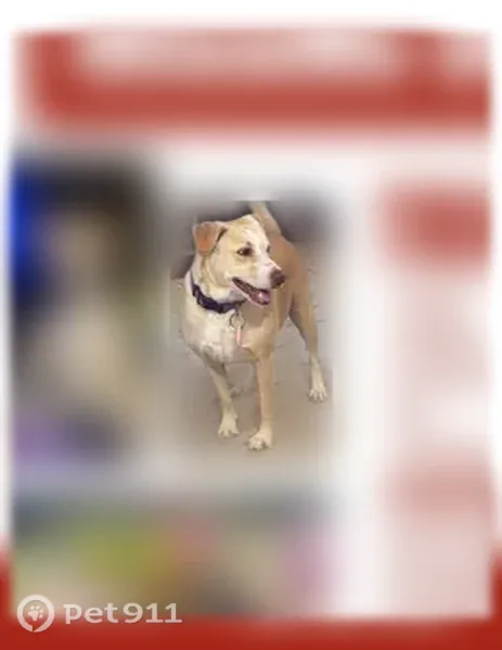 Lost female dog, Mendoza Street, Corpus Christi — tan Labrador - photo