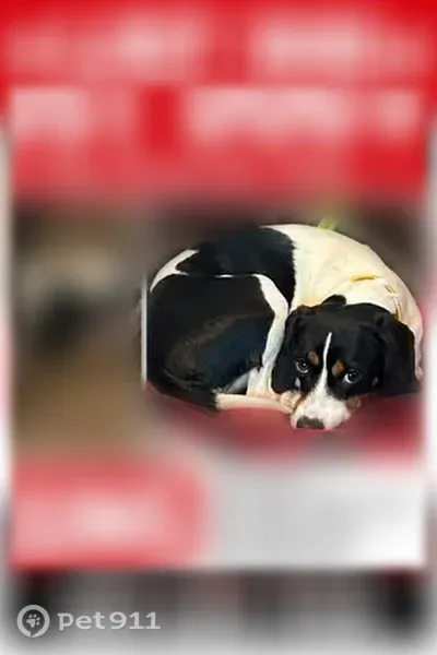 Lost female dog, Gabriel Way, 127, Wagener — friendly tricolor beagle mix - photo