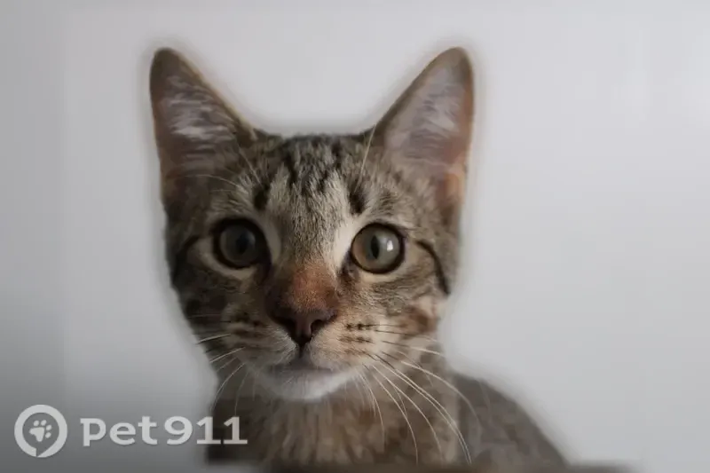 Lost cat, North 40th Street, 1225, Phoenix — bright nose and bent left whisker - photo