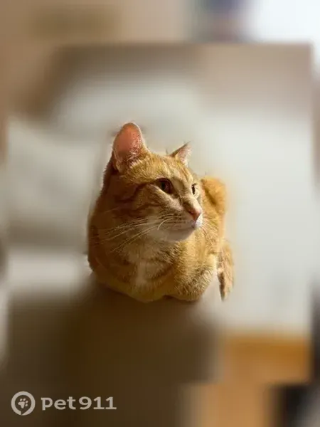 Lost cat, East Russell Avenue, 824, Milwaukee — male orange tabby - photo