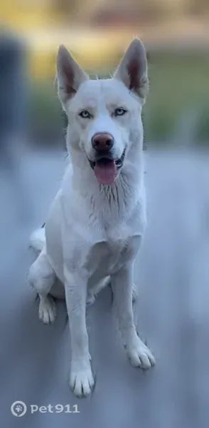 Lost dog, Southwest Canyon Road, 380, Madras, Portland — white Husky/Malamute with blue eyes - photo