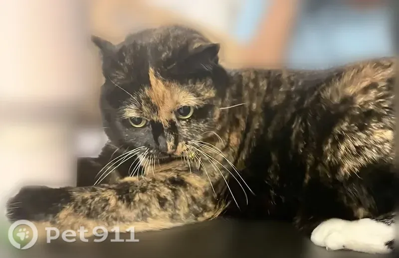 Lost cat, Oakridge Circle, Ridge, Coram — female tortoiseshell with green eyes - photo