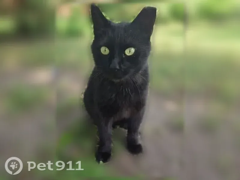 Lost cat, Gloede Drive, Warren, Chicago — solid black female with no tail - photo