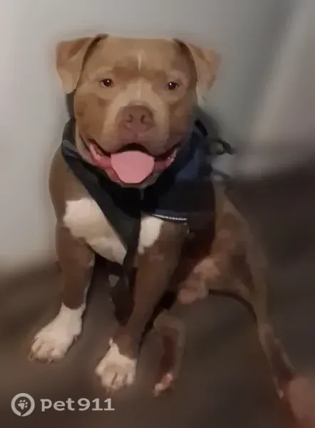 Lost dog, South Coltrane Road, 1016, Edmond — male American Bully named Hercules - photo