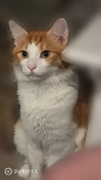 Lost cat, Hughesdale Drive, 5504, Charlotte — male with medium/long hair - photo