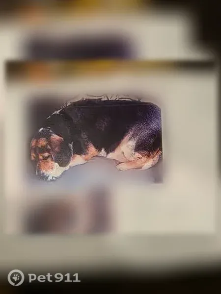 Lost female dog, Lyman Road, 1230, Chinquapin, Charlotte — short-legged beagle with a black, white and blue flecked collar - photo