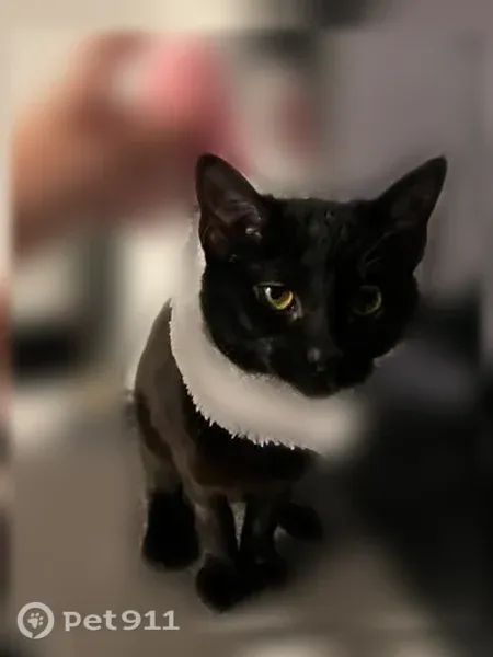 Lost cat, female, Genesis Road, 2045, Crossville, Chappaqua — black cat, no collar - photo