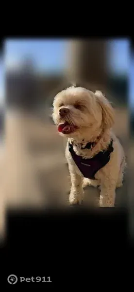 Lost dog, female, Eagle's Landing, 13074, North Royalton — pink/purple flower collar - photo