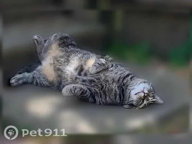 Lost male cat, Page Street, 768;770;772, San Francisco — shy 7-year-old tabby - photo