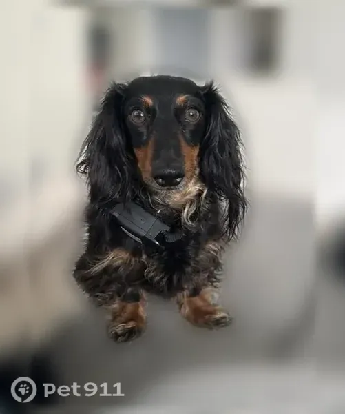Lost dog, North Oak Creek Drive, 5181, Eagle Mountain — male long-haired dachshund - photo
