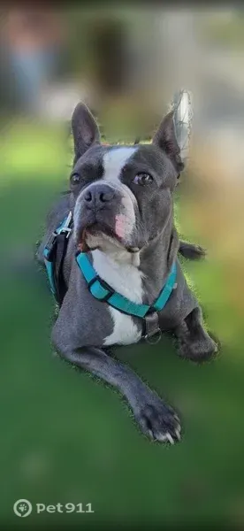 Lost dog, East Acacia Avenue, 2417, Fresno — male Boston terrier, dark gray and white - photo