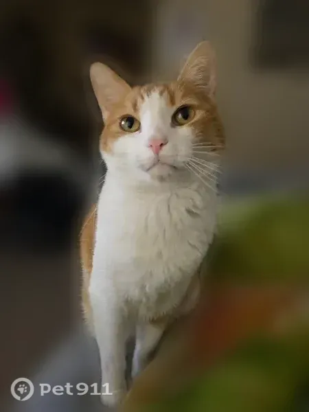 Lost male cat, American Drive, 3698, Colorado Springs - photo