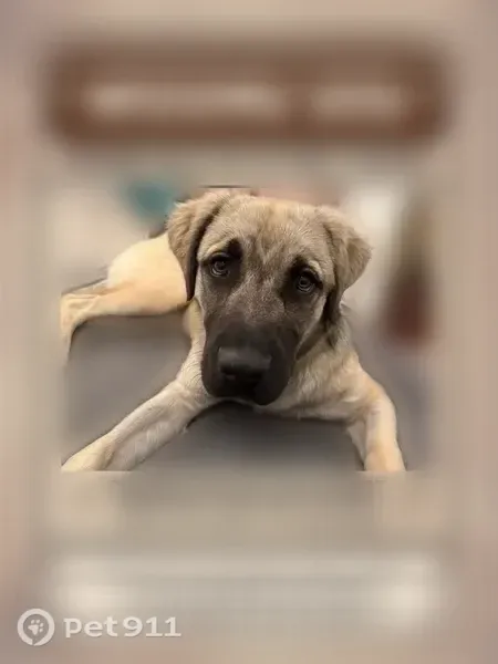 Lost dog, Garnet Lane, Lancaster — one-year-old female shepherd mix - photo