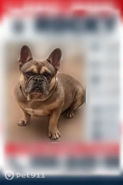 Lost dog, Justin Brent Circle, Alabama, Elkmont — male - photo