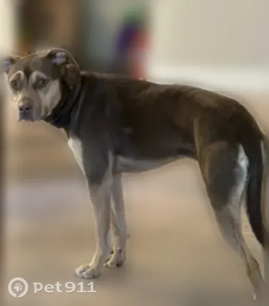 Lost dog, Vaughan Court, 10, Cartersville, Windsor — frightened and may bark - photo